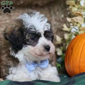 Flops, Teddy Bear Puppy